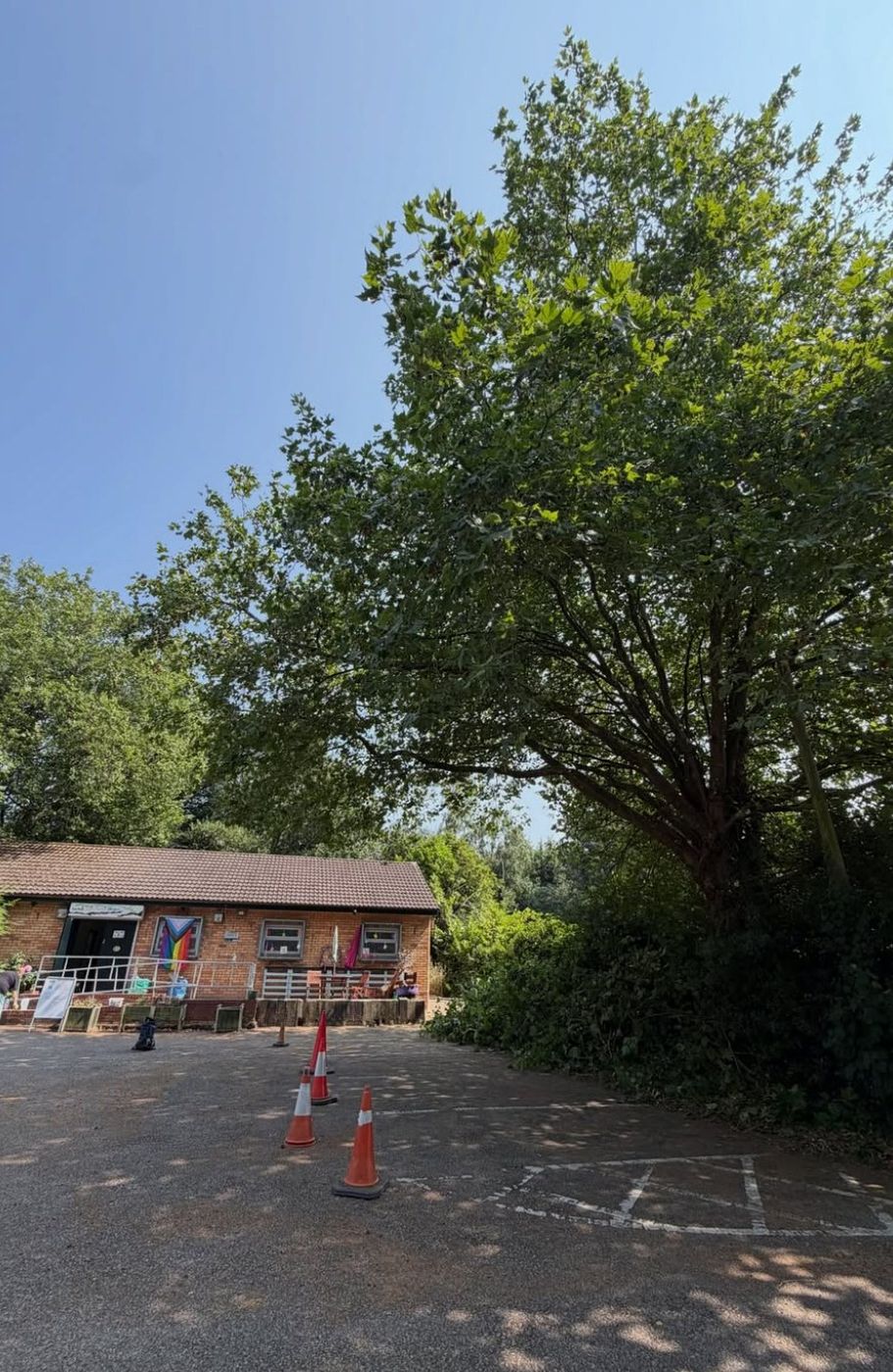 Plane tree over a community building car park