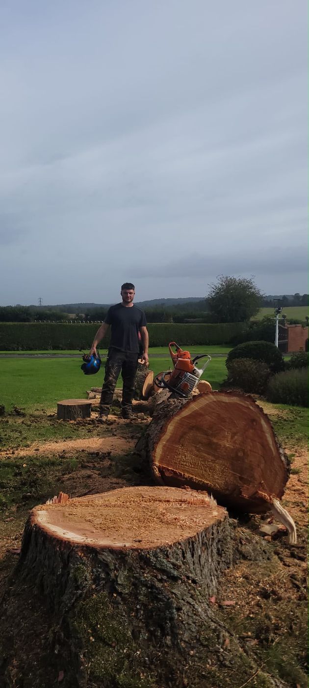 Freshly cut stump after felling a large conifer, with the timber behind